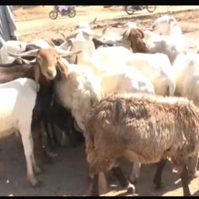 بيع الأغنام في شوارع إنجمينا… فوضى تغضب السكان