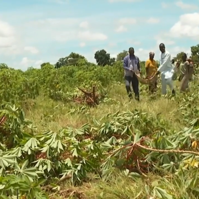 ورشة عمل لعرض فرص الاستثمار في المنتجات الزراعية في تشاد